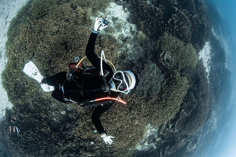 Full-Day Open Trip Diving in Komodo for Certified Divers