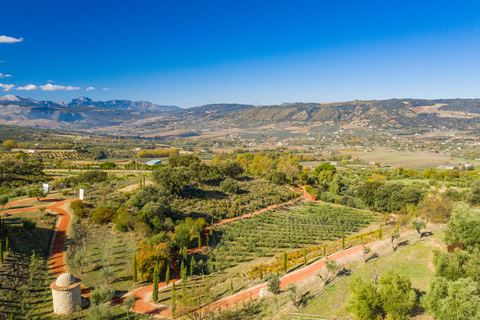 Ronda and Olive Oil Tasting: Small Group Tour from Malaga