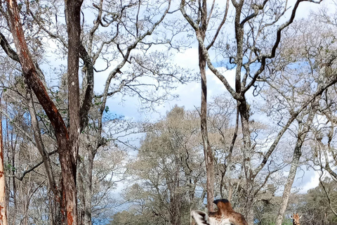 Nairóbi: Parque Nacional, Orfanato de Elefantes e Passeio com Girafas