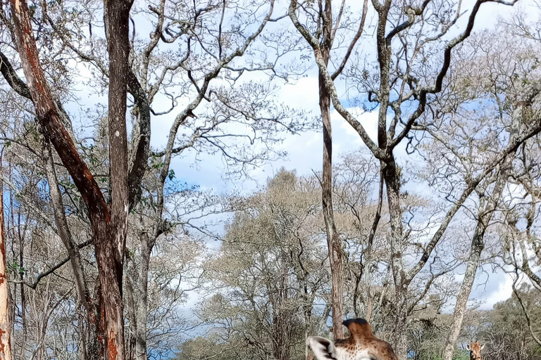 Nairobi: Nationalpark, elefantbarnhem och giraffutflykt