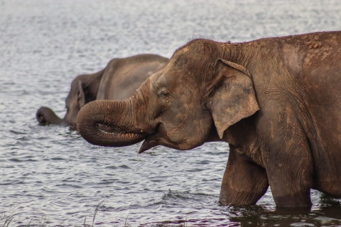 Sri Lanka: Safari na słoniach z odbiorem z hotelu
