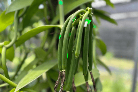 بينانج: جولة مزرعة قرية الفانيليا بواسطة كايروس