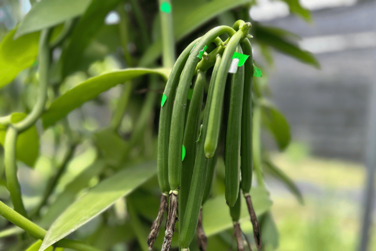 بينانج: جولة مزرعة قرية الفانيليا بواسطة كايروس