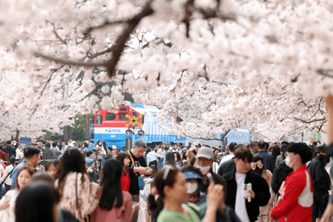 Seoul/Busan: Jinhae Cherry Blossom Festival Shuttle Bus From Seoul - Group Tour, meet at Dongdaemun (DDP)