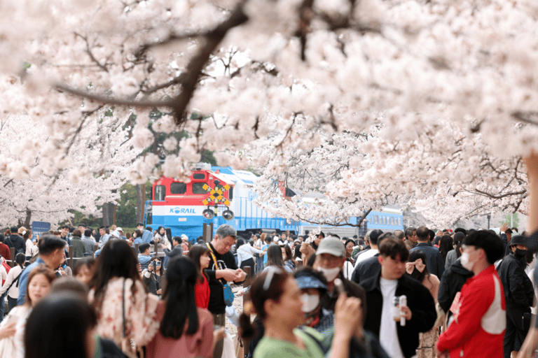 Seoul/Busan: Jinhae Cherry Blossom Festival Shuttle Bus From Seoul - Group Tour, meet at Dongdaemun (DDP)