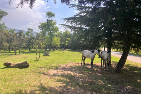Från Tbilisi: Rundvandring i Mtskheta längs floden Aragvi