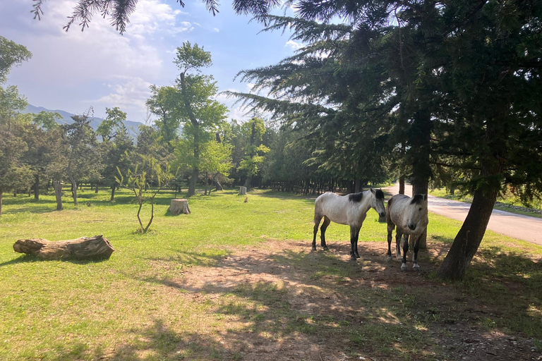Från Tbilisi: Rundvandring i Mtskheta längs floden Aragvi