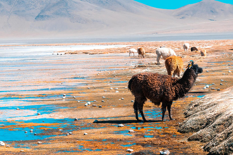 Depuis La Paz : Circuit de 5 jours dans les salines et lagunes d&#039;Uyuni