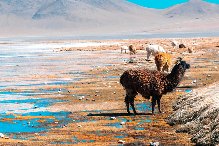 Depuis La Paz : Circuit de 5 jours dans les salines et lagunes d&#039;Uyuni