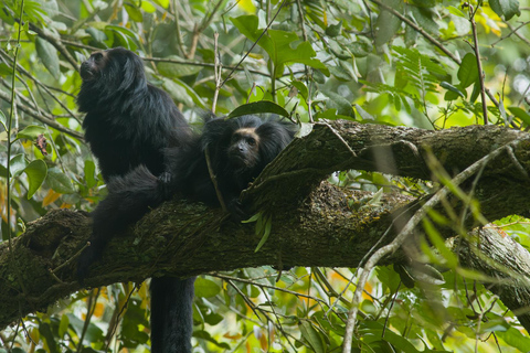 Observatie van zwarte leeuwtamarins in het wild