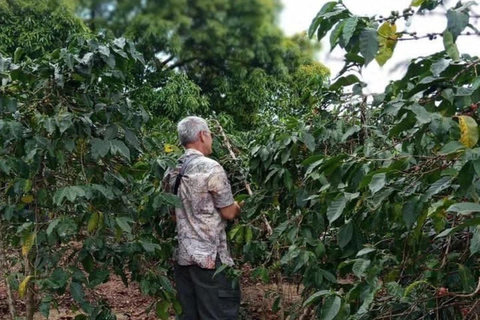 From Nairobi: Tea and Coffee Farm Tour with Tastings