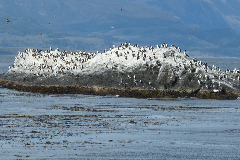 Ushuaia: Martillo Island Full-Day Tour – Walk Among Penguins