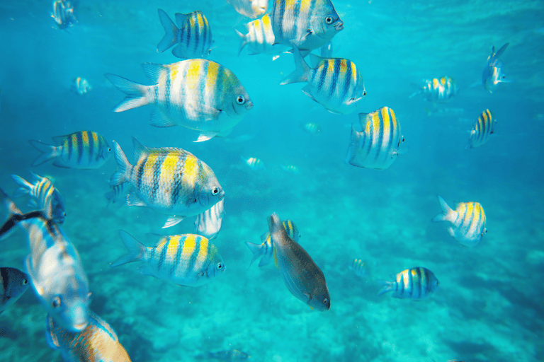 Isla Catalina All Inclusive Snorkel and Beach Day Punta Cana