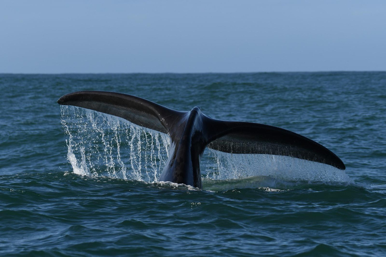 From Cape Town: Whale Watching and Penguins Tour Whale watching route tour