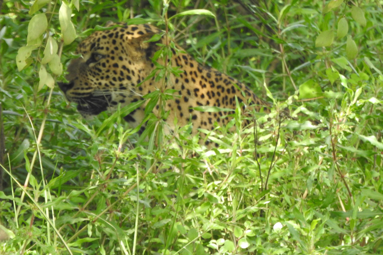 From Ella & Yala Safari and drop Waligama, Mirissa, Tangalle Yala Leopard and Elephants safari Full day