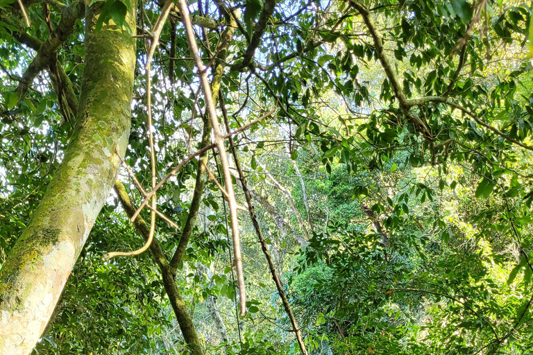 Iguazu Extreme Day: Sunrise, São João Trail & Macuco Safari