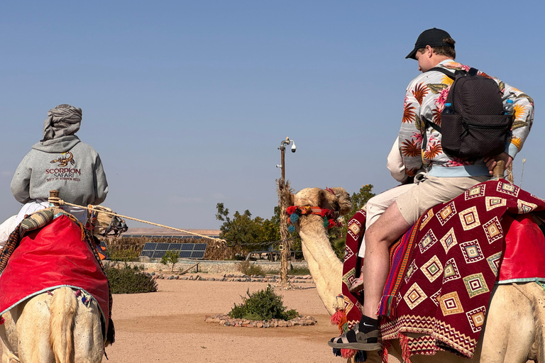 Hurghada: Camel Ride & horse ride and Off-Road Jeep Tour pickup from hotels inside hurghada