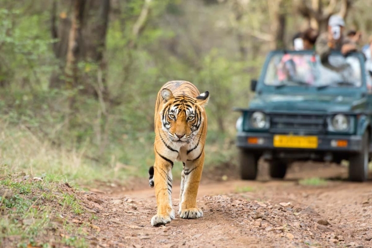Jaipur To Ranthambore one way private transfer
