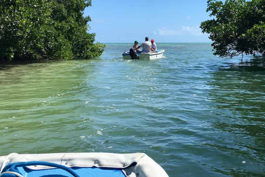 Key West: Mangroven & Bars Motorboottour. Foto: GetYourGuide