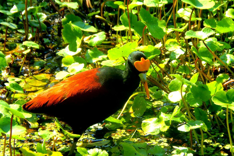 Tortuguero: Wycieczka kajakiem i obserwacja dzikiej przyrody