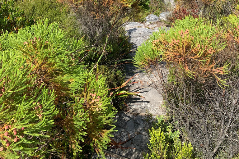 Cape Town: Skeleton Gorge Hike to Table Mountain Summit