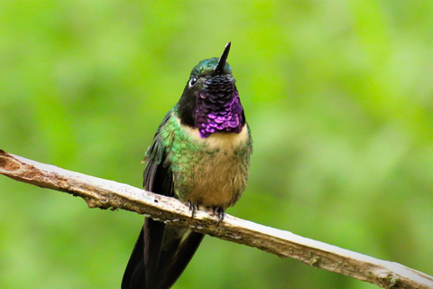 Da Cusco: 5 giorni di esplorazione e connessione nella Zona Riservata del ManuDa Cusco: 5 giorni di esplorazione e connessione nella Zona Riservata di Manu