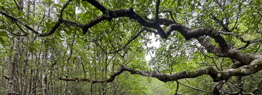 Langkawi : Kayak de mangrove par Farly