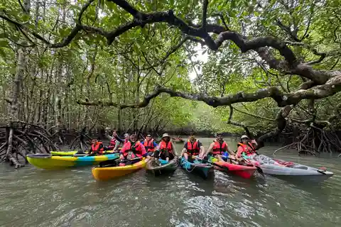 Langkawi : Kayak de mangrove par Farly