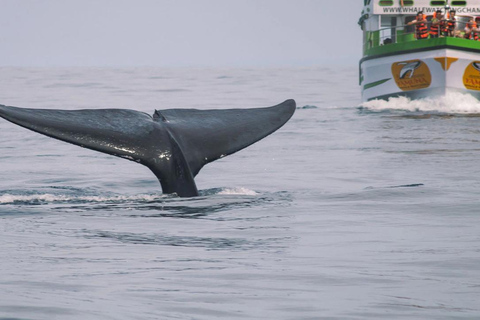 Hikkaduwa/Galle/Ahangama: tour di avvistamento balene a MirissaDa Hikkaduwa, servizio di prelievo e rientro