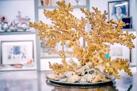 Guided tour of the coral museum in Sciacca