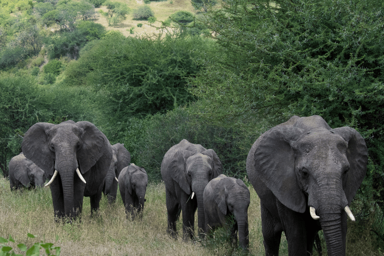 6 Tage bestes Mittelklasse-Safari-Erlebnis in Tansania