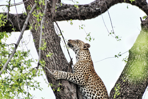 4-daagse Livingstone-Victoria Falls &amp; Hwange-safari