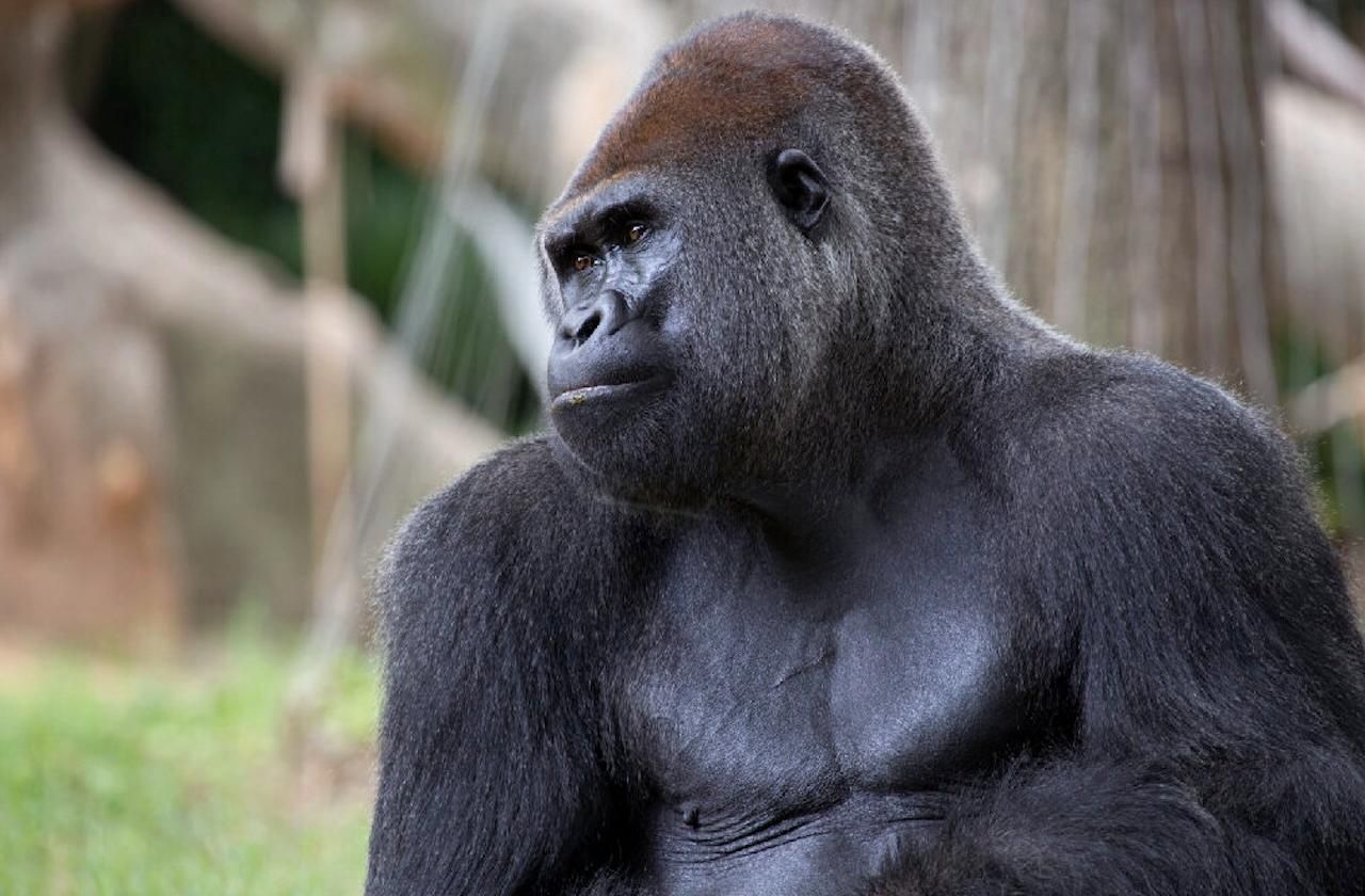 Atlanta: Zoo Atlanta General Admission Ticket