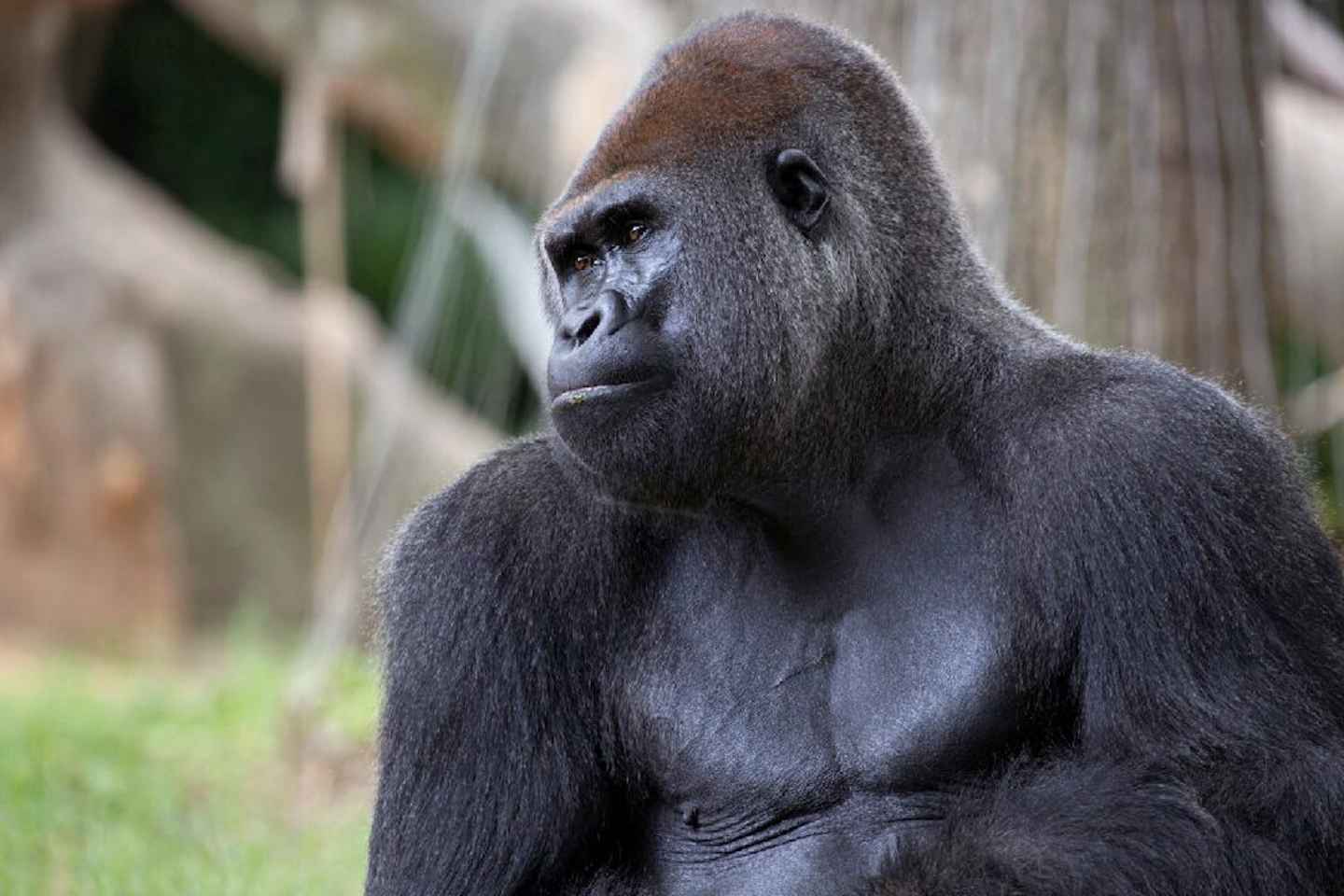 Atlanta: Zoo Atlanta General Admission Ticket - General Admission Ticket