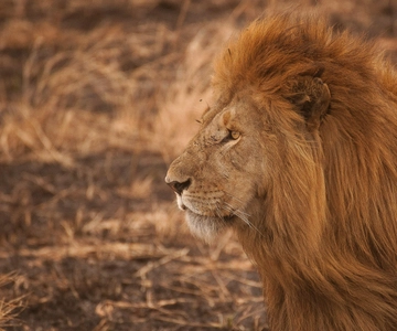 5-day Affordable Joint Group Safari (with Extra Activities)