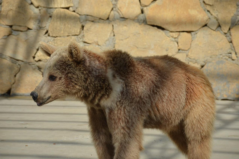 Alanya: Excursão Mix em autocarro Cabrio, Lion Safari, passeio de barco com almoçoAlanya: Excursão mista em autocarro Cabrio, Lion Safari, passeio de barco com almoço
