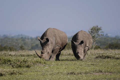 Nairobi National Park Day Trip & Sundowner Adventure Nairobi National Park Day Trip & Sundowner Adventure