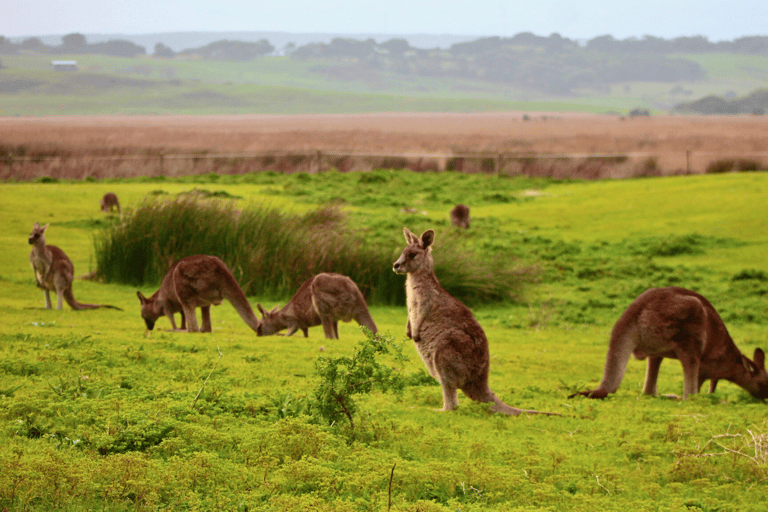 威尔逊海角国家公园全天生态游威尔逊岬国家公园全日游