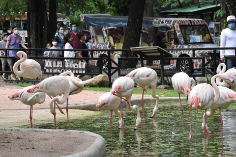 Att se Moo Deng på Khao Kheow Open Zoo