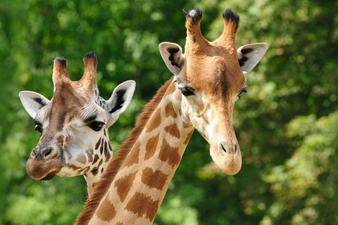 Scalo all&#039;aeroporto di Nairobi: Centro delle giraffe e orfanotrofio degli elefanti