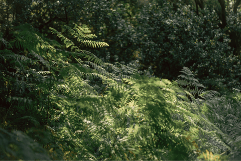 Budva: Kayak & Hike Experience on Sveti Nikola Island