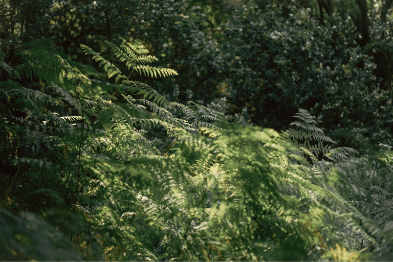 Budva: Kayak & Hike Experience on Sveti Nikola Island