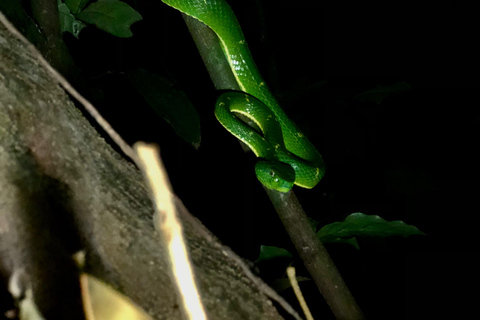 Monteverde : Visite nocturne partagée au Costa Rica