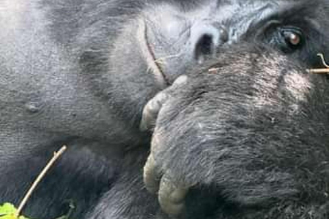 Da Kigali: Trekking di 3 giorni con i gorilla di Bwindi e il lago Bunyonyi