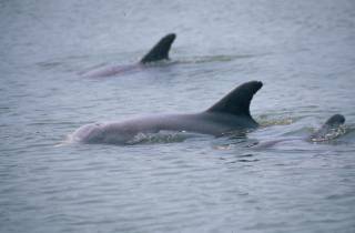 Orlando: Dolphin Clear Kajak oder Paddle Board Abenteuer