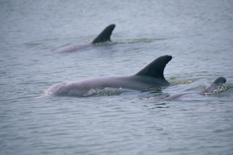 Orlando: Dolphin Clear kajak of peddel avontuurDolfijnentocht