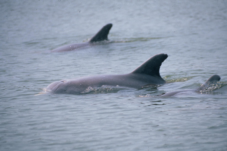 Orlando: Dolphin Clear Kayak or Paddle Board Adventure Dolphin Tour