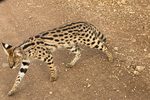 Nairobi: National Park Tour Experience