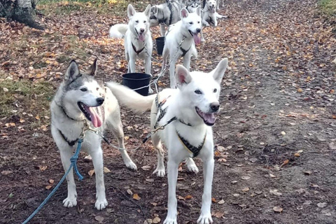 Levi: 2 KM Husky Sledding with wheels