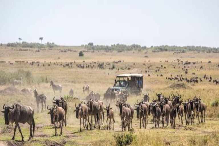 Nairobi : 6 jours de safari de migration des gnous dans le Masai Mara